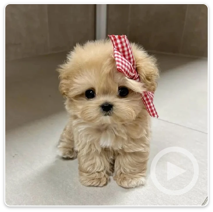 Cute Style